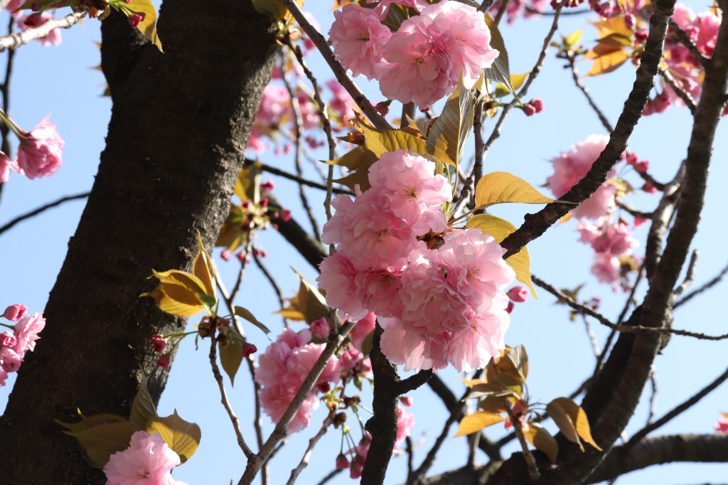 Geschützt: 9日 4月: Tokyo – Ueno, Asakusa und&nbsp;Akihabara